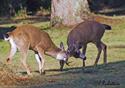 Odocoileus hemionus